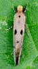 Tinea trinotella